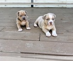 Small American Bully