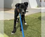 Small #2 Labrador Retriever Mix