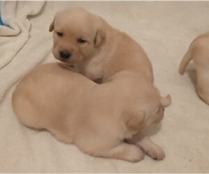 Labrador Retriever Puppy for sale in CALIENTE, CA, USA