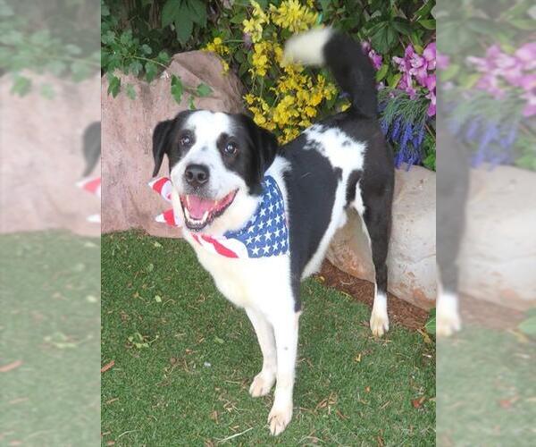 Medium Photo #2 Border Collie-Unknown Mix Puppy For Sale in Oklahoma City, OK, USA