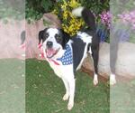 Small #1 Border Collie Mix