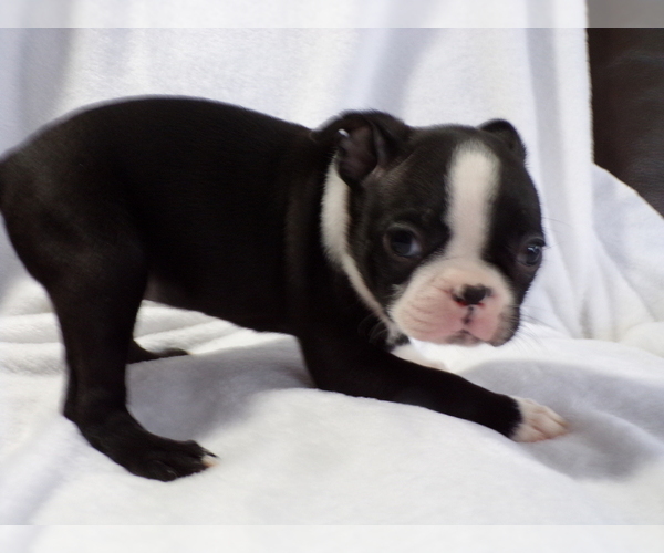 Medium Photo #5 Boston Terrier Puppy For Sale in MONROE, NH, USA