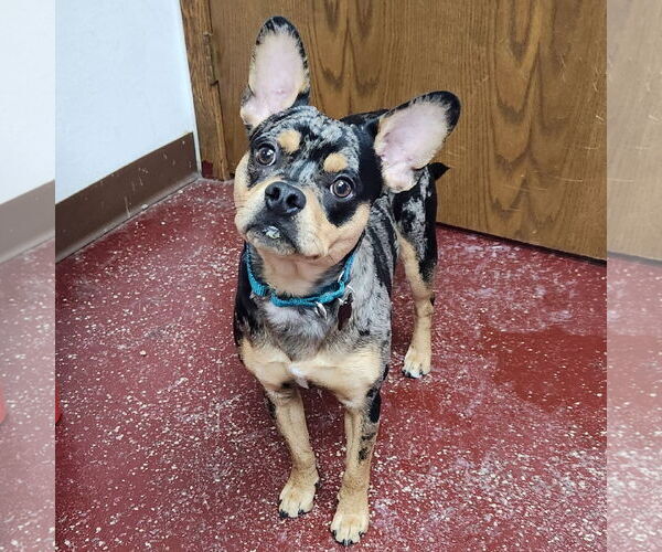 Medium Photo #1 Bulldog-Unknown Mix Puppy For Sale in Fargo, ND, USA