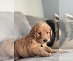 Small Photo #11 Goldendoodle Puppy For Sale in VALLEJO, CA, USA