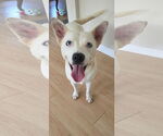 Small #4 Feist Terrier-white german shepherd Mix