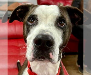 Pete - Male American Bulldog-Labrador Retriever Mix Dog for Adoption - Photo #5