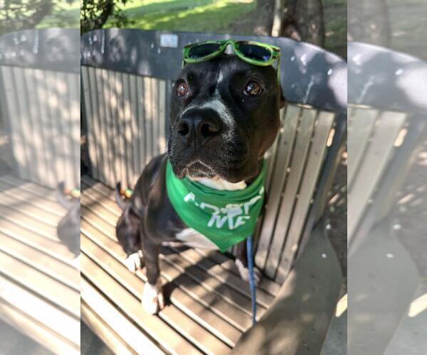 Medium Photo #8 Staffordshire Bull Terrier-Unknown Mix Puppy For Sale in Front Royal, VA, USA