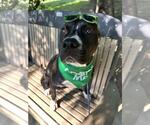 Small #7 Staffordshire Bull Terrier Mix