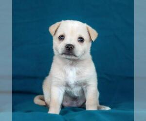 Chug Dogs for adoption in San Diego, CA, USA