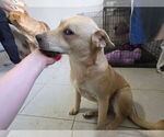 Small #15 Labrador Retriever Mix
