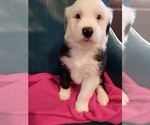 Small Photo #4 Sheepadoodle Puppy For Sale in HAMMOND, LA, USA