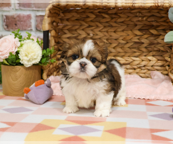 Medium Photo #1 Shih Tzu Puppy For Sale in SYRACUSE, IN, USA