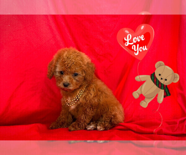 Medium Photo #2 Maltipoo Puppy For Sale in SAN FRANCISCO, CA, USA