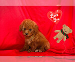 Small Photo #2 Maltipoo Puppy For Sale in SAN FRANCISCO, CA, USA
