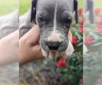 Small Photo #9 Great Dane Puppy For Sale in GREENVILLE, NC, USA