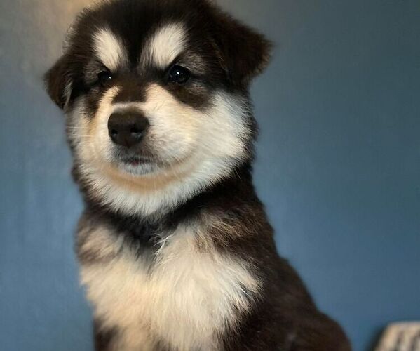 Medium Photo #4 Alaskan Malamute Puppy For Sale in WEST RICHLAND, WA, USA