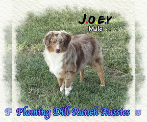 Miniature Australian Shepherd Puppy for sale in FORESTBURG, TX, USA
