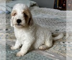 Small Photo #50 Goldendoodle (Miniature) Puppy For Sale in PENSACOLA, FL, USA