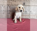 Small #4 Labrador Retriever