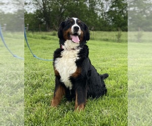 Mother of the Bernese Mountain Dog puppies born on 12/23/2022