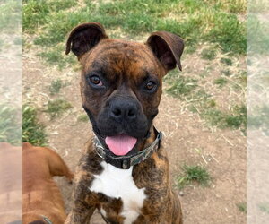 Boxer Dogs for adoption in Chico, CA, USA
