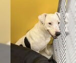 Small #4 American Bulldog