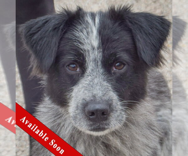 Medium Photo #1 Border-Aussie Puppy For Sale in Huntley, IL, USA