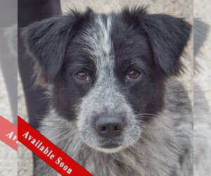 Border-Aussie Dogs for adoption in Huntley, IL, USA