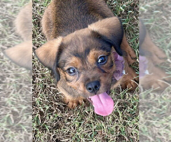 Medium Photo #3 Cavalier King Charles Spaniel-Dachshund Mix Puppy For Sale in Southbury, CT, USA