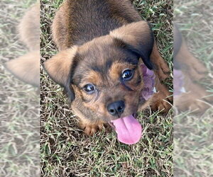 Apple Nugget - Female Cavalier King Charles Spaniel-Dachshund Mix Dog for Adoption - Photo #3