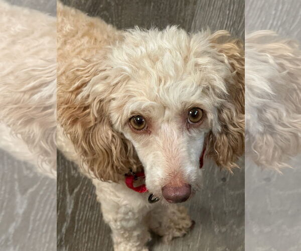 Medium Photo #1 Poodle (Toy) Puppy For Sale in Fort Wayne, IN, USA