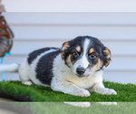 Puppy Odin Jack Russell Terrier-Pomsky Mix