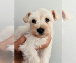 Small #2 Schnauzer (Miniature)