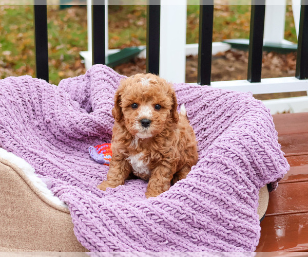 Medium Photo #16 Cavapoo (Miniature) Puppy For Sale in SYRACUSE, IN, USA