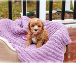 Small #15 Cavapoo (Miniature)