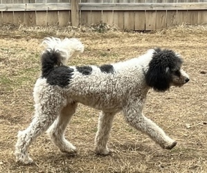 Poodle (Standard) Puppy for sale in SILOAM SPRINGS, AR, USA