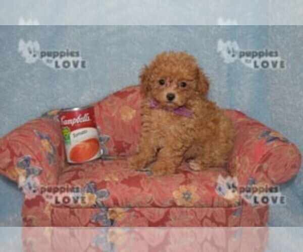 Full screen Photo #9 Poodle (Toy) Puppy For Sale in SANGER, TX, USA