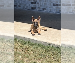 Belgian Malinois Puppy for sale in BRYAN, TX, USA