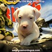 Small Photo #268 Dogo Argentino Puppy For Sale in JANE, MO, USA