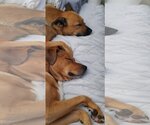 Small Photo #4 Labrador Retriever-Unknown Mix Puppy For Sale in phoenix, AZ, USA