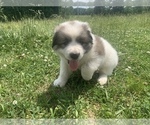 Small Photo #3 Great Pyrenees Puppy For Sale in WESTMORELAND, TN, USA