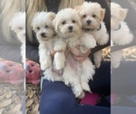 Small Photo #1 Maltese Puppy For Sale in OCKLAWAHA, FL, USA