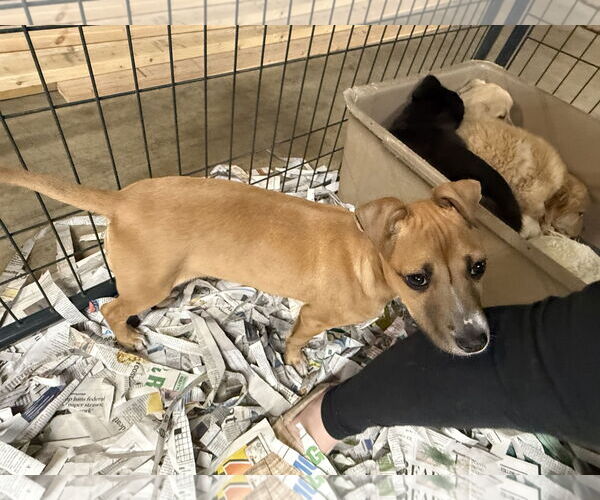 Medium Photo #4 Mutt Puppy For Sale in Pottstown, PA, USA