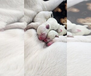 Labrador Retriever Puppy for Sale in GOLD CANYON, Arizona USA
