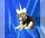 Small Photo #5 German Shepherd Dog Puppy For Sale in HARTVILLE, MO, USA