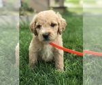 Small Photo #8 Goldendoodle Puppy For Sale in BOWLING GREEN, KY, USA