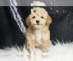 Small Photo #51 Maltipoo Puppy For Sale in WARSAW, IN, USA