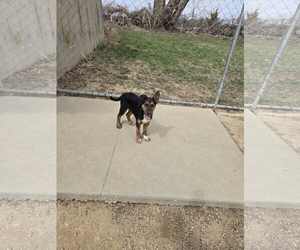 Medium Photo #1 Mutt Puppy For Sale in Maquoketa, IA, USA