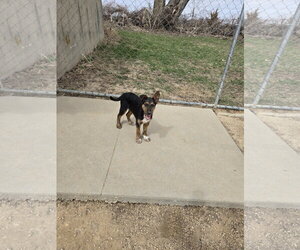 Mutt Dogs for adoption in Maquoketa, IA, USA