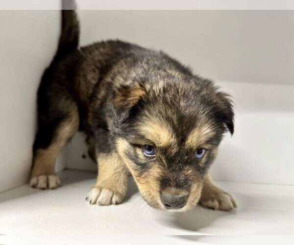 Medium Photo #7 Labrador Retriever-Unknown Mix Puppy For Sale in San Diego, CA, USA
